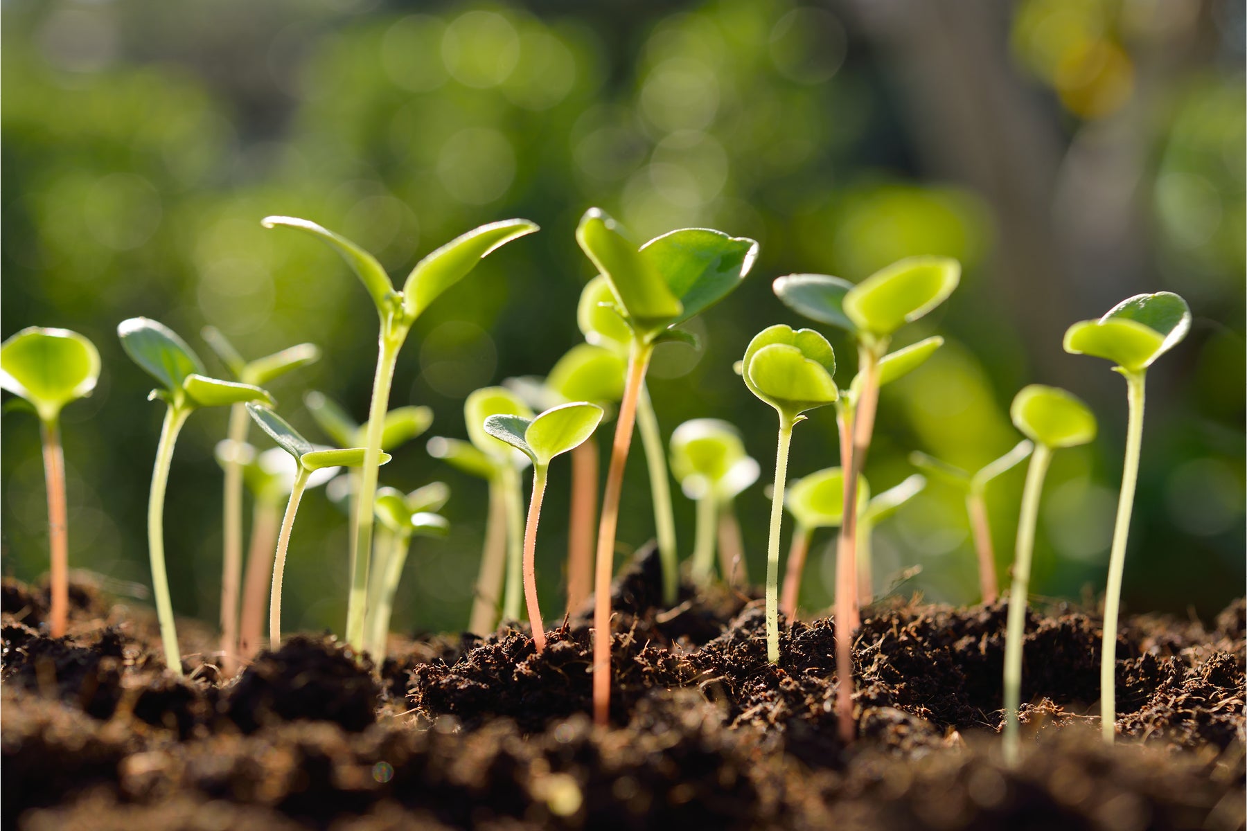 seedlings grow in worm castings and compost