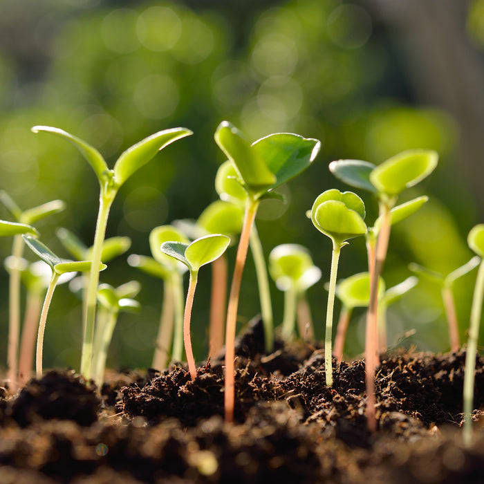 seedlings grow in worm castings and compost