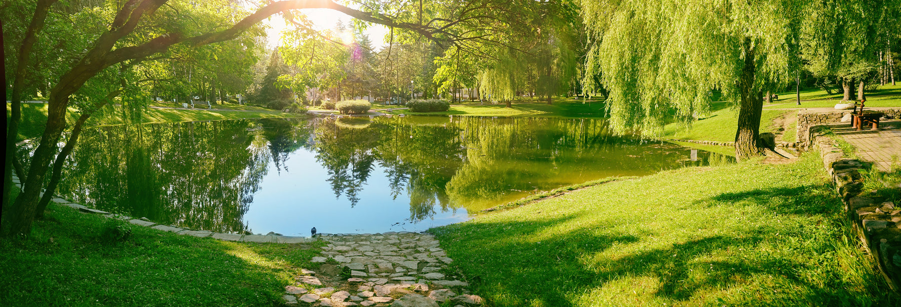 8 Ways to Maintain Your Pond Water Naturally: Why Good Bacteria and Enzymes Matter