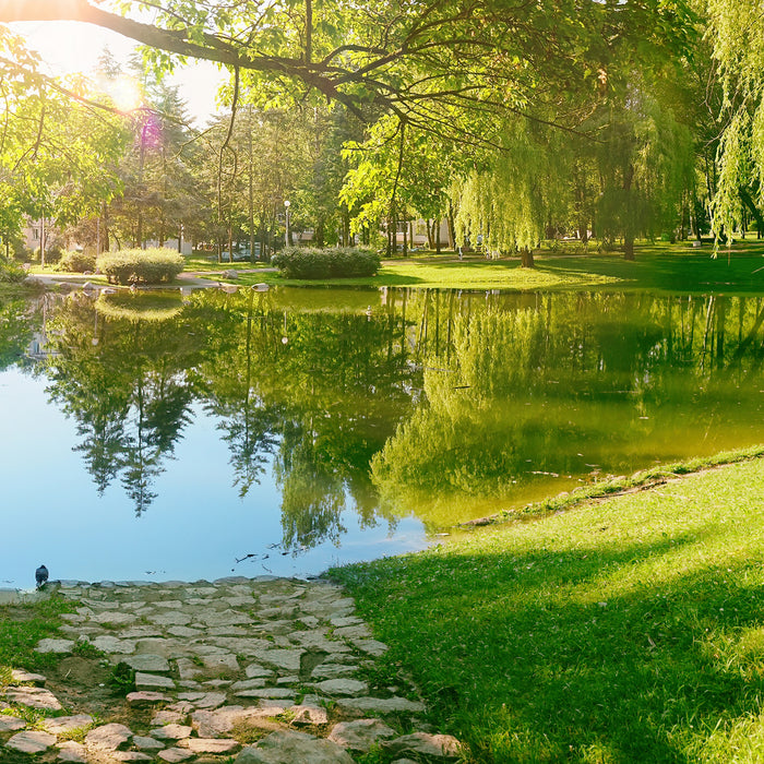 8 Ways to Maintain Your Pond Water Naturally: Why Good Bacteria and Enzymes Matter